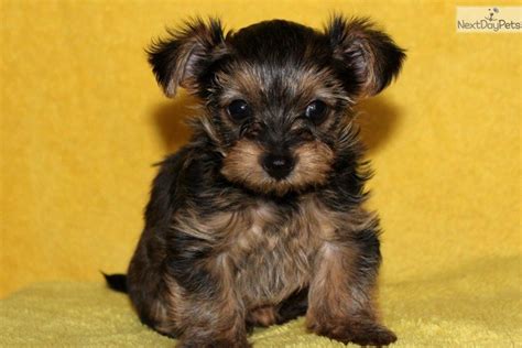 The morkie is a very popular designer breed that is a cross between the maltese and the yorkshire terrier. Yorkiepoo - Yorkie Poo puppy for sale near Lancaster ...