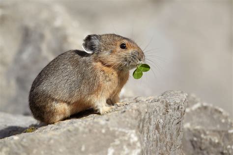 Pika Cute Animals Interesting Facts And Latest Pictures All Wildlife