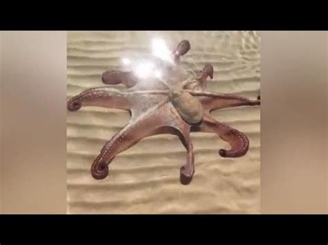 Curious Octopus Swims Up To Greet Tourists Youtube