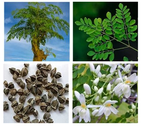 Horticulturae Free Full Text Moringa Oleifera Lam A Phytochemical