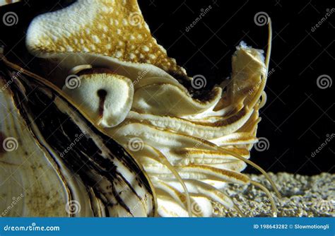 Nautilus Nautilus Macromphalus Stock Photo Image Of Lacz Adult