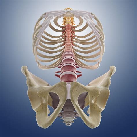 Bones Of The Torso Artwork Photograph By Science Photo Library Fine