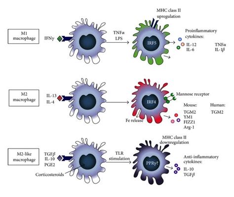 Schematic Representation Of The Three Macrophage Phenotypes And Their
