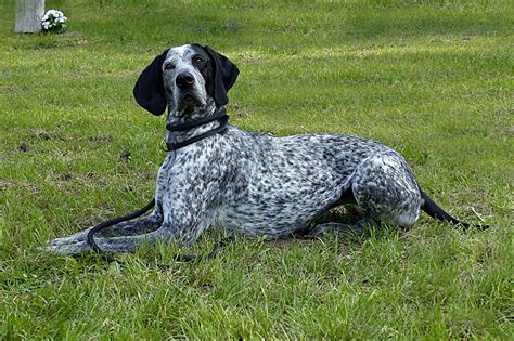 Black And White Pointer Dog