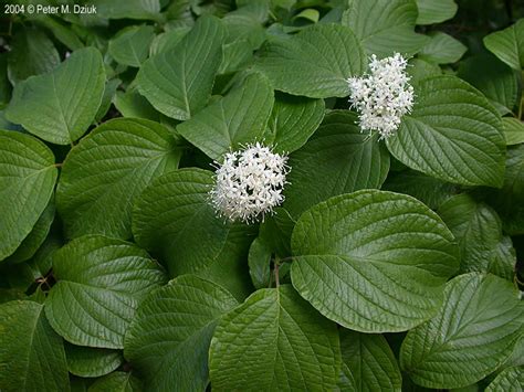 Cornus rugosa (Round-leaved Dogwood): Minnesota Wildflowers