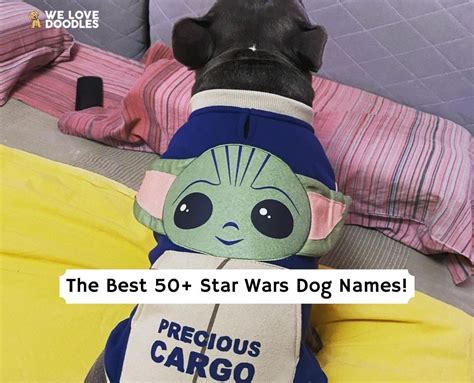 The Best 50 Star Wars Dog Names 2023 We Love Doodles