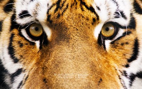 Tiger Eyes Hd Wallpaper