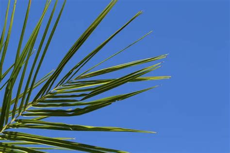 Palm Leaf Closeup On Blue Sky Background Green Palm Leaf On Clean Sky