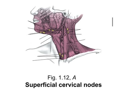 Superficial Cervical Nodes Quiz