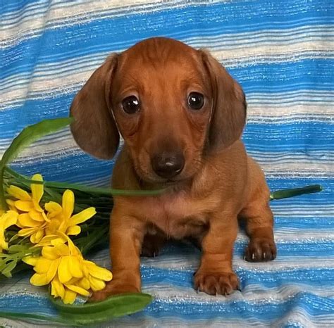 67 find dachshund puppies pic bleumoonproductions