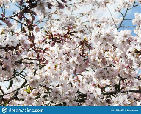 Bright Attractive Akebono Cherry Blossom Flowers Blooming In Spring