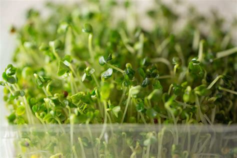 How To Grow Microgreens Garden Guides