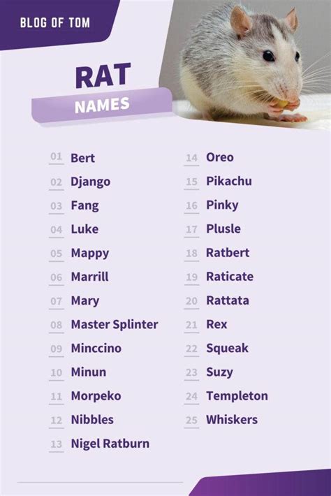 1241 Rat Names Best Cute Funny And Cool Ideas
