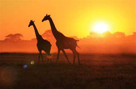 Giraffe African Wildlife Sunset Flare By Livingwild On Deviantart