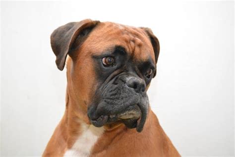 Boxer Dog Facts Anatomy Ancestry Nature And More