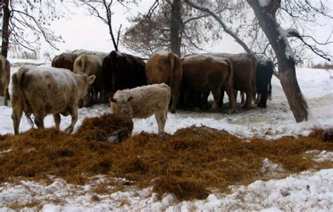 How To Establish A Fair Price For Standing Hay