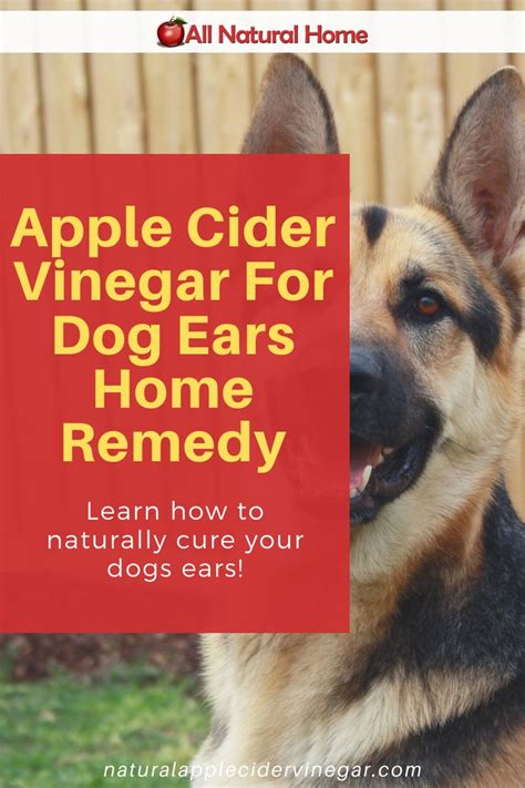 Apple Cider Vinegar For Dog Ears Home Remedy In 2020 Dog Ear Pet