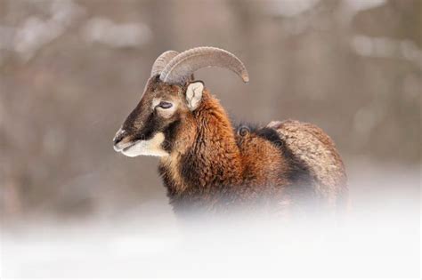 Young Mouflon Standing On Snow In Wintertime Nature Stock Image