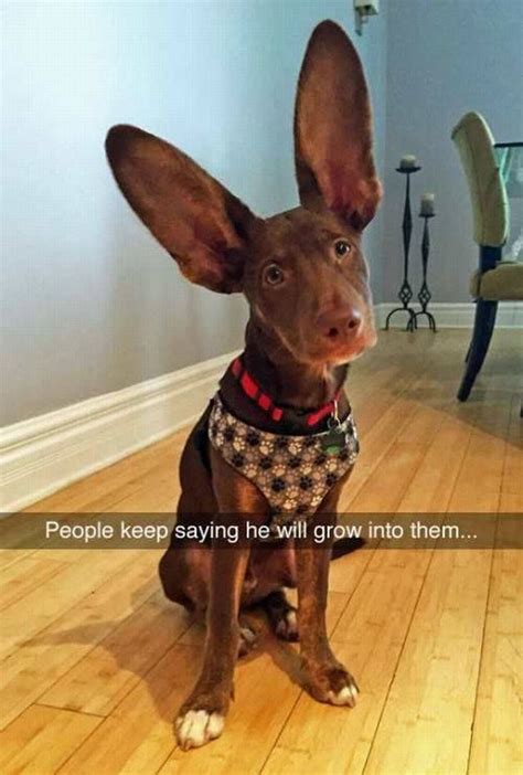 However, not all cats with big ears are big. Dog With Big Ears | Funny animal pictures, Funny animals