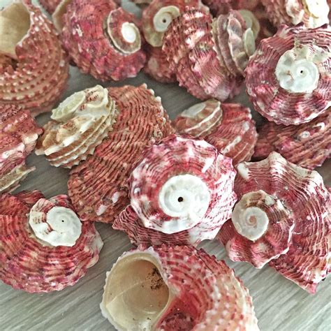 Red Delphinula Shells 1 2 5 Pcs Beach Etsy