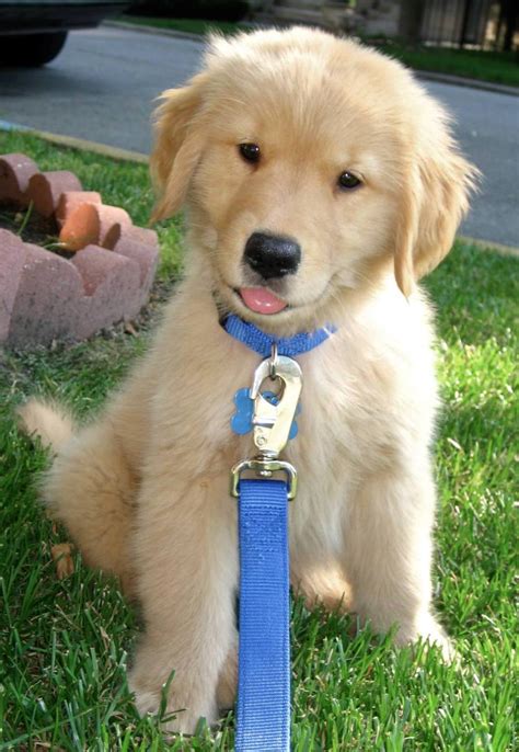 Golden Retriever Puppies Pictures The Animal Life