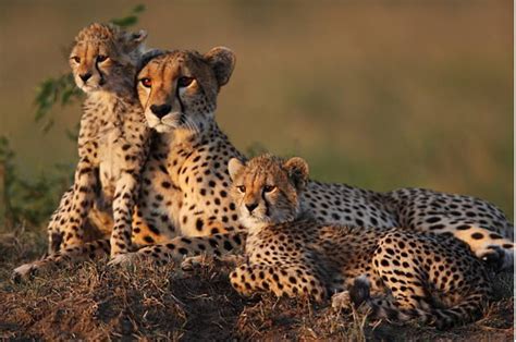 Cheetahs Return To India After 70 Years Major Boost For International
