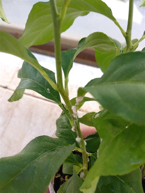 We did not find results for: HELP!! I'm getting this things in the lemon tree I'm ...