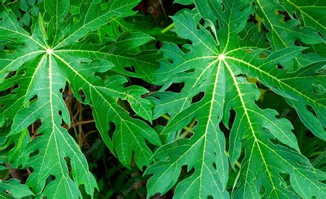 Papaya Leaves Self Cure The Science Of Life