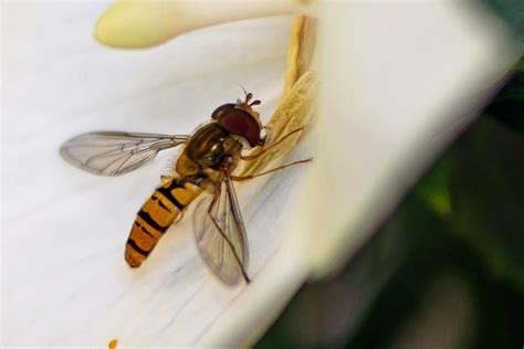 Les 5 Insectes Les Plus Utiles Au Jardin