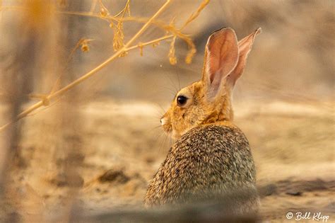 Zenfolio Wildlife Photography By Bill Klipp Delta Wanderings Iii