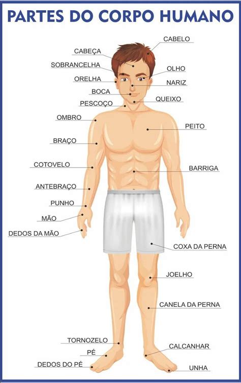 Corpo Humano Anatomia Escolar Painel Lona Carrefour