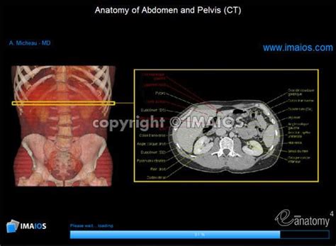 Let's then imagine pouring a rubber substance. Anatomy of the abdominal cavity and the male pelvis: how ...