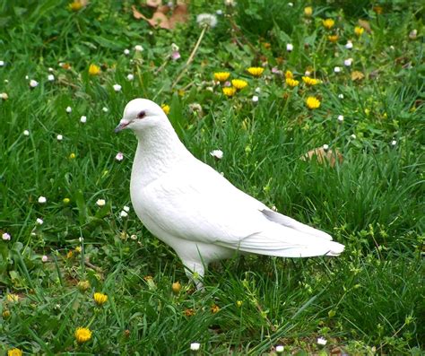 White Pigeons As Symbols Of Peace Purity And Good Luck Nature Blog