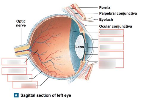 Sagittal Section Of Left Eye Diagram Quizlet
