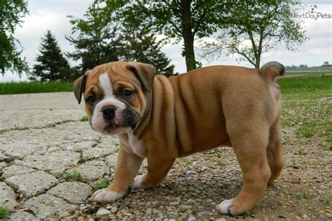 1000 Images About Old English Bulldog Puppies On Pinterest Puppys