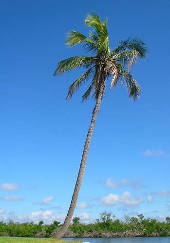 Single Palm Tree Pine Island Amy Mincey Flickr
