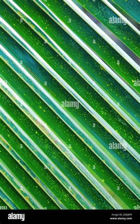 Coconut Leaves Pattern Closeup Colombosri Lanka Stock Photo Alamy
