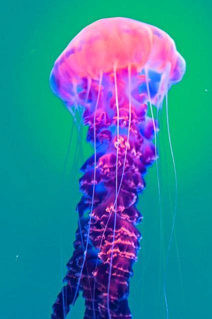 Jellyfish Neon Jellyfish Photography Jellyfish Jellyfish Species