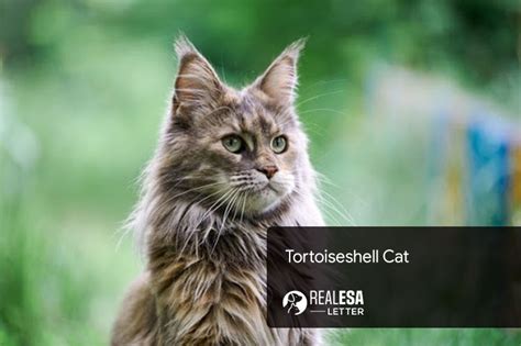 Tortoiseshell Cat Personality Genetics And Lifespan
