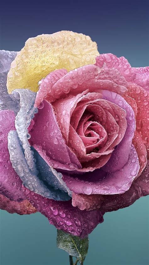 🔥 24 Roses Flower 4k Wallpapers Wallpapersafari