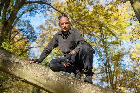 Man Climbed On Tree Man Sitting In A Tree In An Autumn Forest Stock