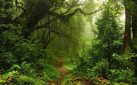 Nature Trees Forest Leaves Lianas Mist Moss Path