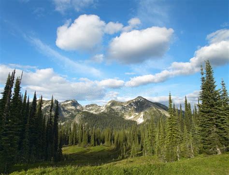 Landscape With Forest In British Columbia Mount Revelstoke Stock Image