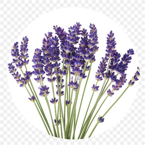 English Lavender Stock Photography Flower Plant French Lavender Png