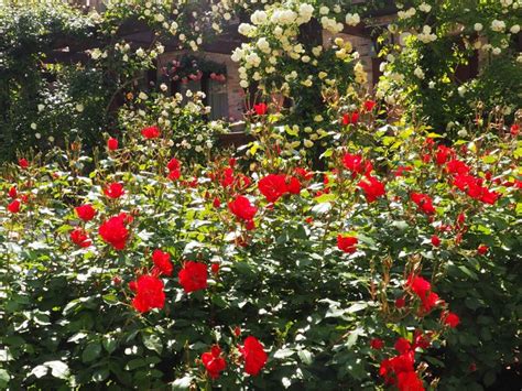 Es erzählt die geschichte einer tragischen liebe und eines großen geheimnisses zwischen zwei schwestern. Einen geheimen Garten mit Rosen im verborgenen Venedig ...