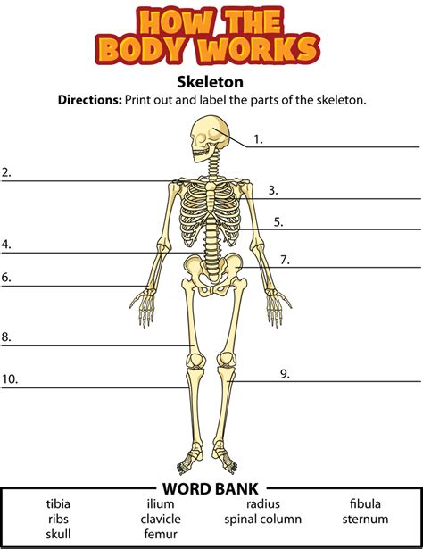 Skeleton Label Sheet Human Skeletal System Worksheet Coloring Page