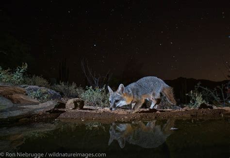 Gray Fox Tortolita Mountains Marana Near Tucson Arizona Photos