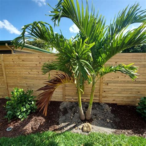 Christmas Palm Tree Plant And Grow The Xmas Palm Adonidia Merrillii