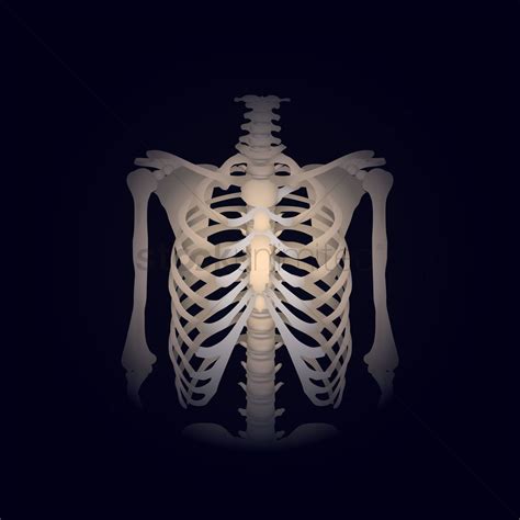 Rib Cage Of Human Body Anatomy Of Human Organs In X Ray View High