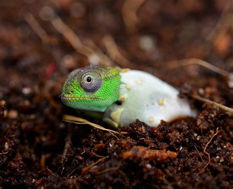 Pin on Reptiles